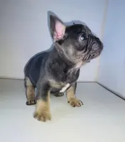 Chomper , a male French Bulldog for sale in Ceres, CA – 3 of 7