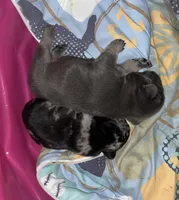 Chomper , a male French Bulldog for sale in Ceres, CA – 5 of 7