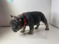 Chomper , a male French Bulldog for sale in Ceres, CA – 6 of 7