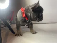 Chomper , a male French Bulldog for sale in Ceres, CA – 2 of 7