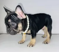 Princess , a female French Bulldog for sale in Ceres, CA – 3 of 10