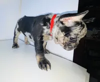 Prince, a male French Bulldog for sale in Ceres, CA – 10 of 10