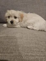 Luna, a female Maltipoo for sale in Woodland, CA – Photo 3 of 5