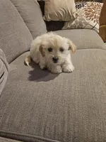 Luna, a female Maltipoo for sale in Woodland, CA – Photo 4 of 5