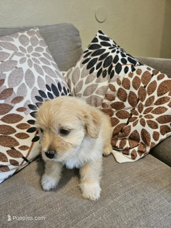 Coco – Maltipoo puppy for sale in Woodland, CA