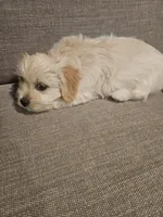 Luna, a female Maltipoo for sale in Woodland, CA – Photo 5 of 5