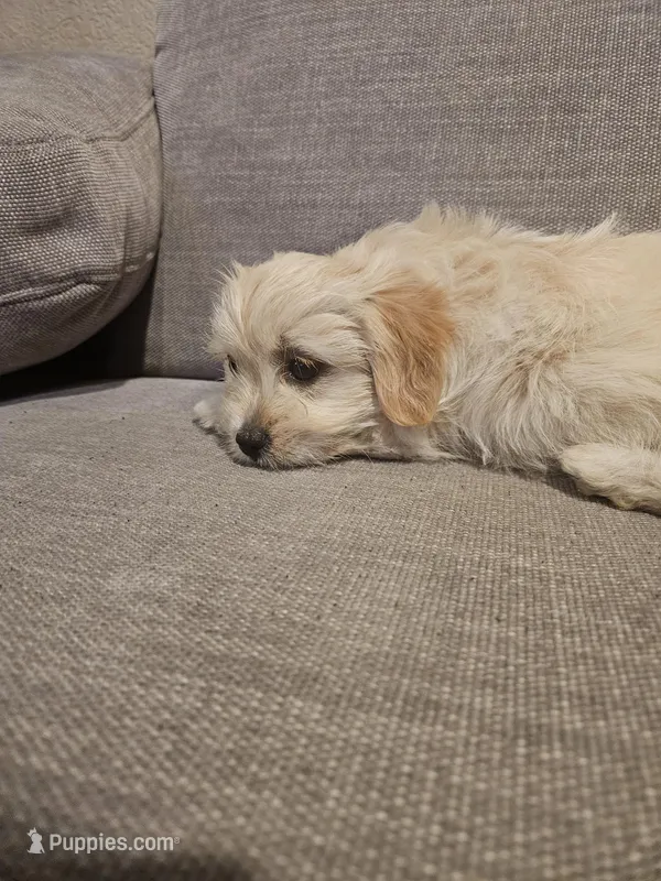 Luna – Maltipoo puppy for sale in Woodland, CA