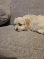 Luna, a female Maltipoo for sale in Woodland, CA – Photo 1 of 5