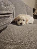 Luna, a female Maltipoo for sale in Woodland, CA – Photo 2 of 5