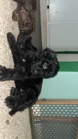 Beauty, a female Goldendoodle for sale in Atlanta, GA – 2 of 6