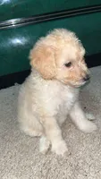 Snow, a female Goldendoodle for sale in Atlanta, GA – 1 of 6