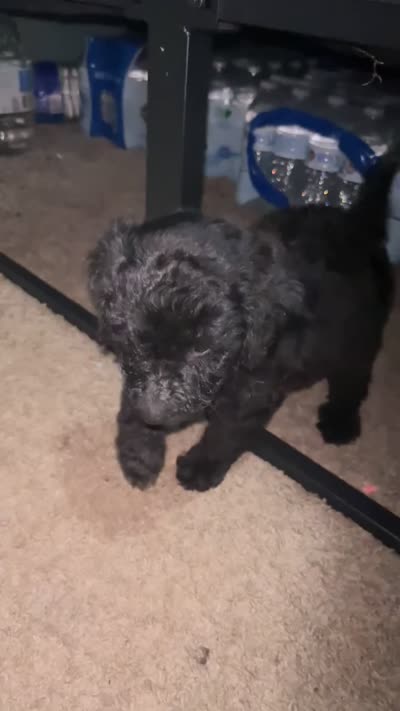 Beauty, a female Goldendoodle for sale in Atlanta, GA – 3 of 6