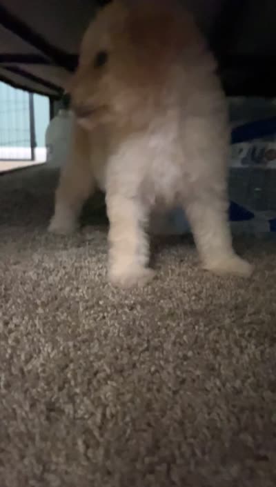 Snow, a female Goldendoodle for sale in Atlanta, GA – 5 of 6