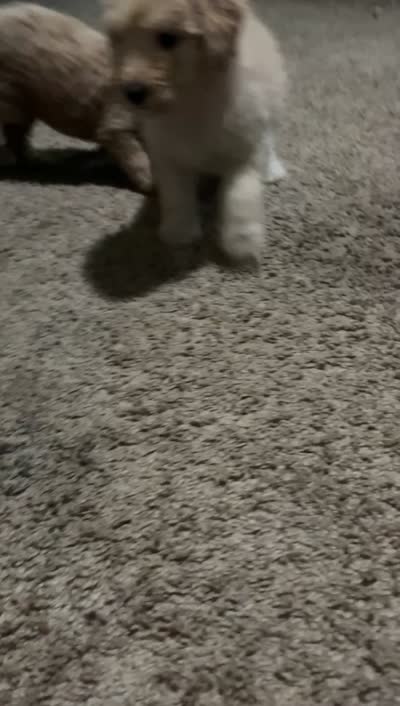Snow, a female Goldendoodle for sale in Atlanta, GA – 2 of 6