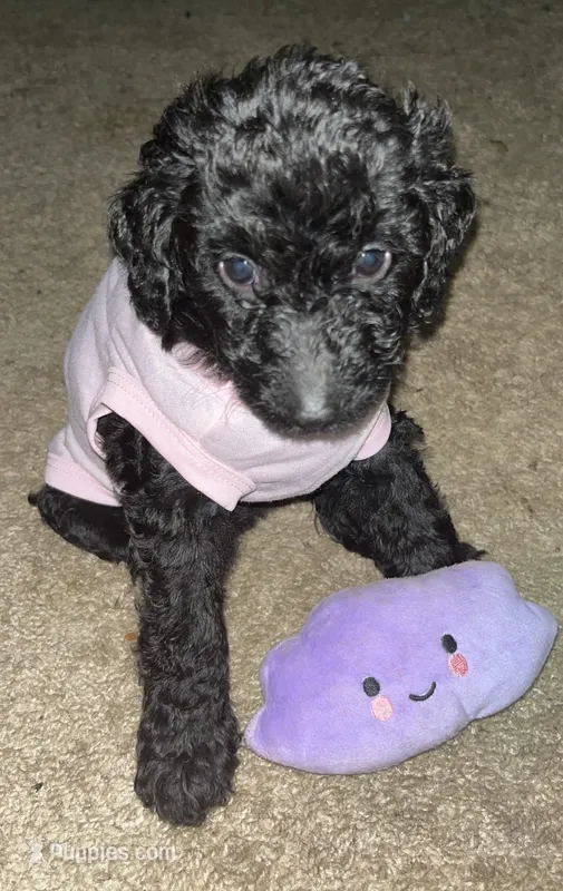 Beauty – Goldendoodle puppy for sale in Atlanta, GA