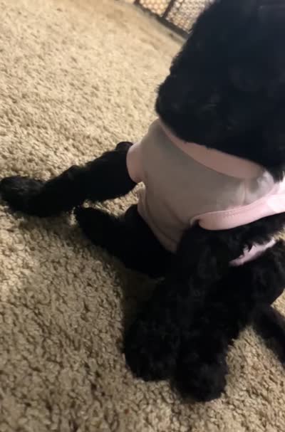 Beauty, a female Goldendoodle for sale in Atlanta, GA – 5 of 6
