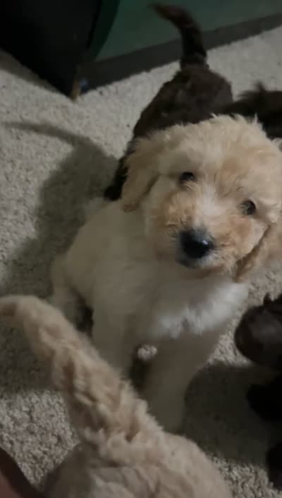 Snow, a female Goldendoodle for sale in Atlanta, GA – 6 of 6