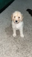 Snow, a female Goldendoodle for sale in Atlanta, GA – 4 of 6