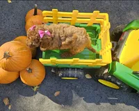 Enya, a female Golden Retriever and Miniature Goldendoodle for sale in Oxford, CT – 2 of 7