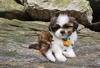 Duque, a male Shih Tzu for sale in Oxford, CT – Photo 3 of 5