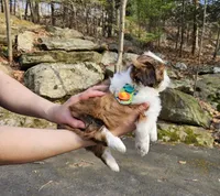 Duque, a male Shih Tzu for sale in Oxford, CT – Photo 4 of 5