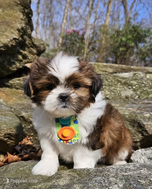 Duque – Shih Tzu puppy for sale in Oxford, CT