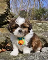 Duque, a male Shih Tzu for sale in Oxford, CT – Photo 1 of 5