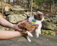 Duque, a male Shih Tzu for sale in Oxford, CT – Photo 2 of 5