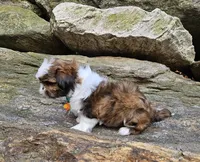 Duque, a male Shih Tzu for sale in Oxford, CT – Photo 5 of 5