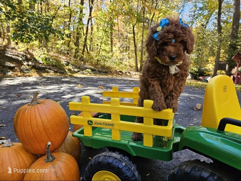Gucci  – Golden Retriever, Miniature Goldendoodle puppy for sale in Oxford, CT