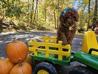 Gucci , a female Golden Retriever and Miniature Goldendoodle for sale in Oxford, CT – 1 of 5