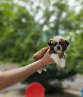 Gucci, a female Shih Tzu for sale in Oxford, CT – 4 of 5