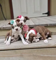 tesla, a female Boston Terrier for sale in Oxford, CT – 6 of 6