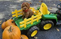 Lucy, a female Golden Retriever and Miniature Goldendoodle for sale in Oxford, CT – 3 of 7