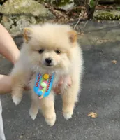 Teddy , a male Pomeranian for sale in Oxford, CT – Photo 2 of 5