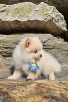 Teddy , a male Pomeranian for sale in Oxford, CT – Photo 5 of 5