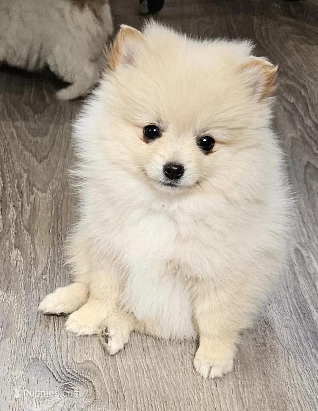 Teddy  – Pomeranian puppy for sale in Oxford, CT