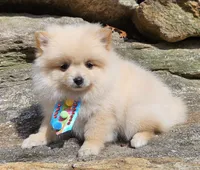 Teddy , a male Pomeranian for sale in Oxford, CT – Photo 3 of 5