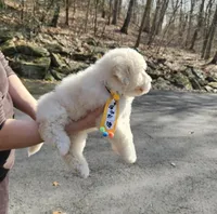 Bobby, a male Shihpoo and Poodle - Toy  for sale in Oxford, CT – Photo 3 of 5