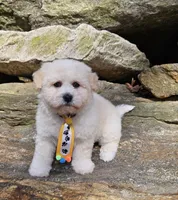 Bobby, a male Shihpoo and Poodle - Toy  for sale in Oxford, CT – Photo 4 of 5