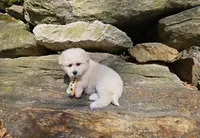 Bobby, a male Shihpoo and Poodle - Toy  for sale in Oxford, CT – Photo 2 of 5