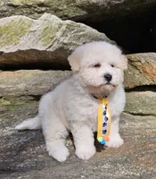 Bobby, a male Shihpoo and Poodle - Toy  for sale in Oxford, CT – Photo 5 of 5
