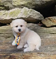 Bobby, a male Shihpoo and Poodle - Toy  for sale in Oxford, CT – Photo 1 of 5