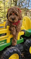 Lucy, a female Golden Retriever and Miniature Goldendoodle for sale in Oxford, CT – 4 of 7