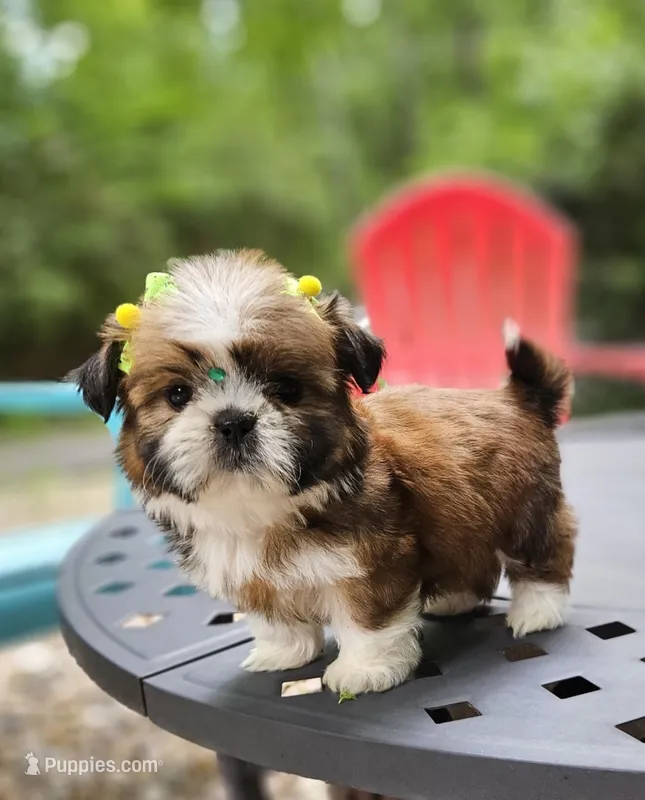 Gucci – Shih Tzu puppy for sale in Oxford, CT