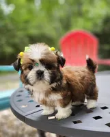 Gucci, a female Shih Tzu for sale in Oxford, CT – 1 of 5