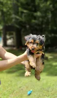 Dani, a male Yorkshire Terrier for sale in Oxford, CT – 2 of 4