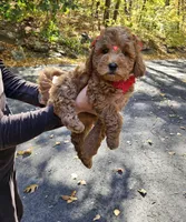 Lucy, a female Golden Retriever and Miniature Goldendoodle for sale in Oxford, CT – 5 of 7
