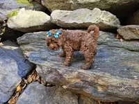 Gucci , a female Golden Retriever and Miniature Goldendoodle for sale in Oxford, CT – 4 of 5