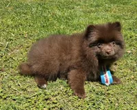 Nutella , a male Pomeranian for sale in Oxford, CT – 4 of 6